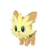 小约克（闪光）