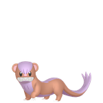 猫鼬少（闪光）